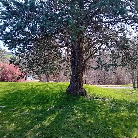 Joli Fushia Au Bord Du * Saint-Rémy-sur-Durolle
